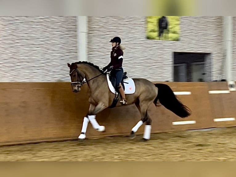 German Sport Horse Mare 13 years 16,1 hh Brown in Wehringen