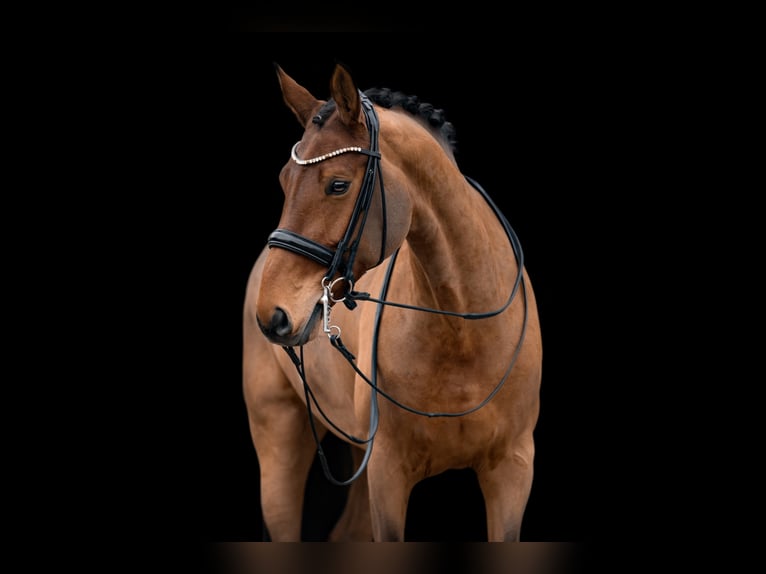 German Sport Horse Mare 13 years 16,1 hh Brown in Wehringen