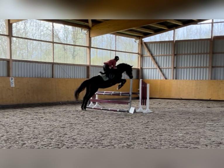 German Sport Horse Mare 13 years 16,1 hh Brown in Meisdorf