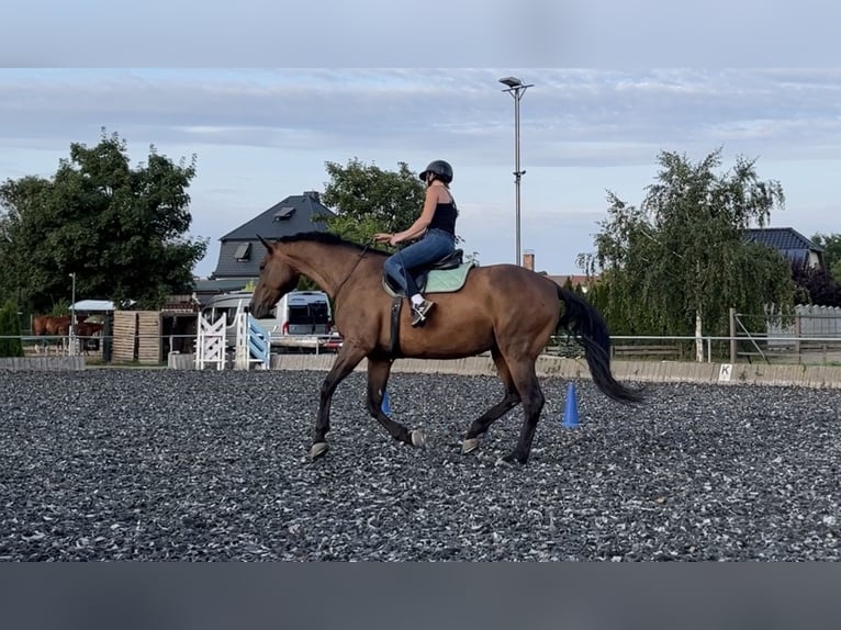 German Sport Horse Mare 13 years 16,1 hh Brown in Meisdorf