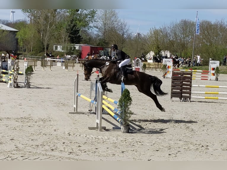 German Sport Horse Mare 13 years 16,1 hh Brown in Meisdorf