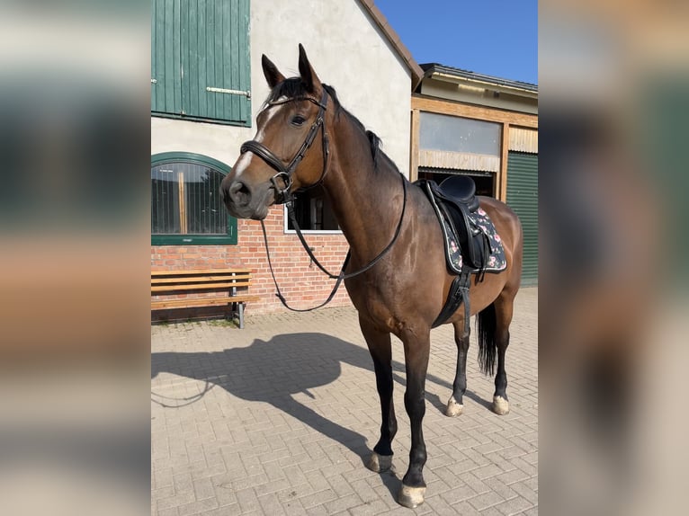 German Sport Horse Mare 13 years 16,1 hh Brown in Meisdorf