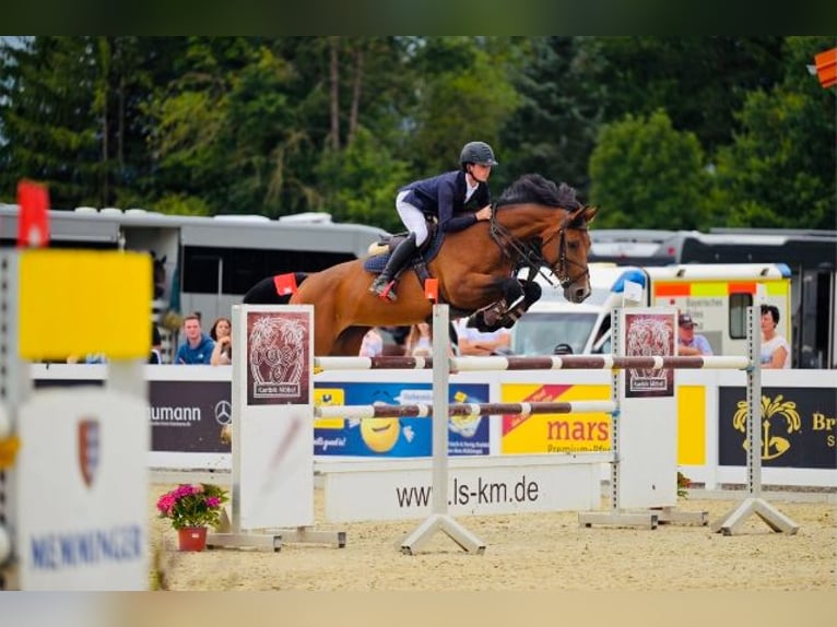 German Sport Horse Mare 13 years 16,1 hh Brown in Memmingen