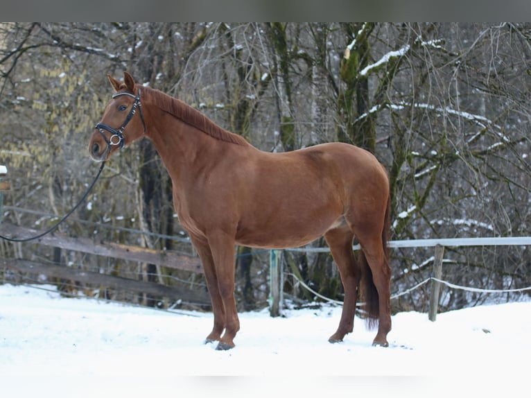 German Sport Horse Mare 13 years 16,1 hh Chestnut-Red in Abtenau