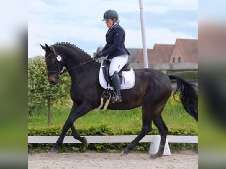 German Sport Horse Mare 13 years 16,1 hh Smoky-Black in Boortmeerbeek