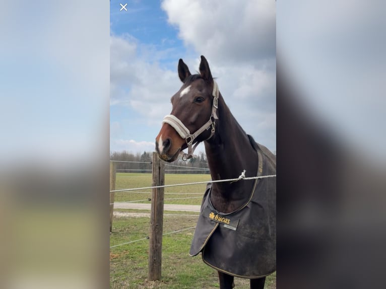 German Sport Horse Mare 13 years 16.2 hh Bay-Dark in Viechtwang