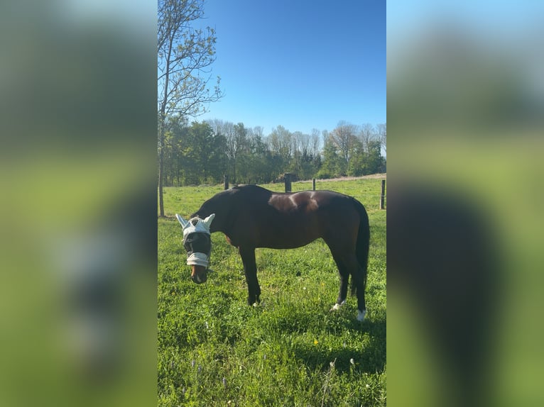 German Sport Horse Mare 13 years 16.2 hh Bay-Dark in Kirchberg-Thening