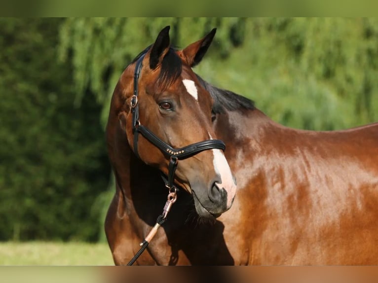 German Sport Horse Mare 13 years 16,2 hh Brown in Königshain