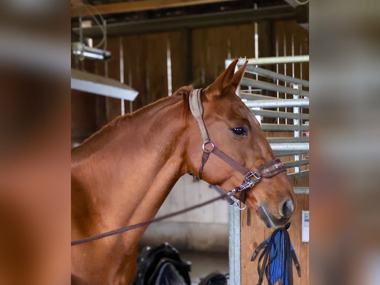 German Sport Horse Mare 13 years 16,2 hh Chestnut-Red in Lamprechtshausen