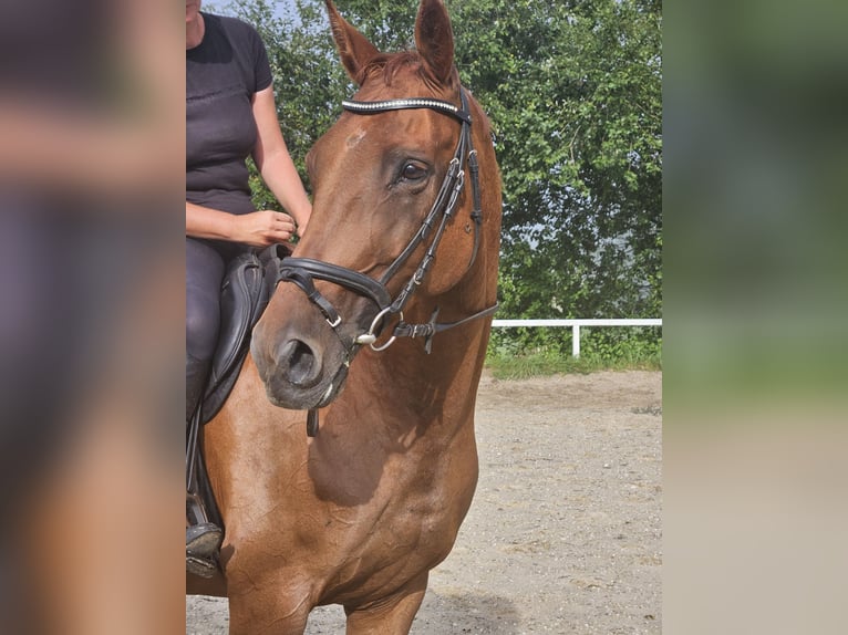 German Sport Horse Mare 13 years 16,2 hh Chestnut-Red in Lamprechtshausen