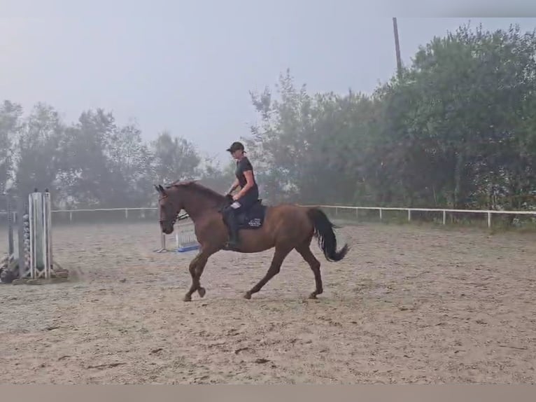 German Sport Horse Mare 13 years 16,2 hh Chestnut-Red in Lamprechtshausen