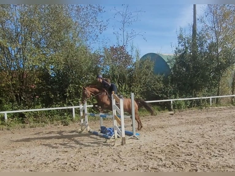 German Sport Horse Mare 13 years 16,2 hh Chestnut-Red in Lamprechtshausen