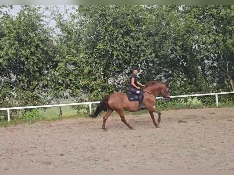 German Sport Horse Mare 13 years 16,2 hh Chestnut-Red in Lamprechtshausen