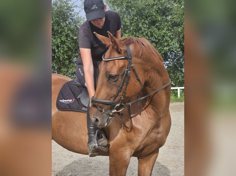 German Sport Horse Mare 13 years 16,2 hh Chestnut-Red in Lamprechtshausen