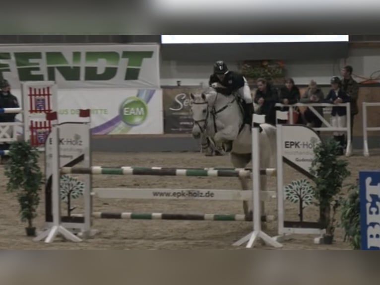 German Sport Horse Mare 13 years 16.2 hh Grey in Sontra