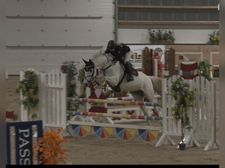 German Sport Horse Mare 13 years 16.2 hh Grey in Sontra
