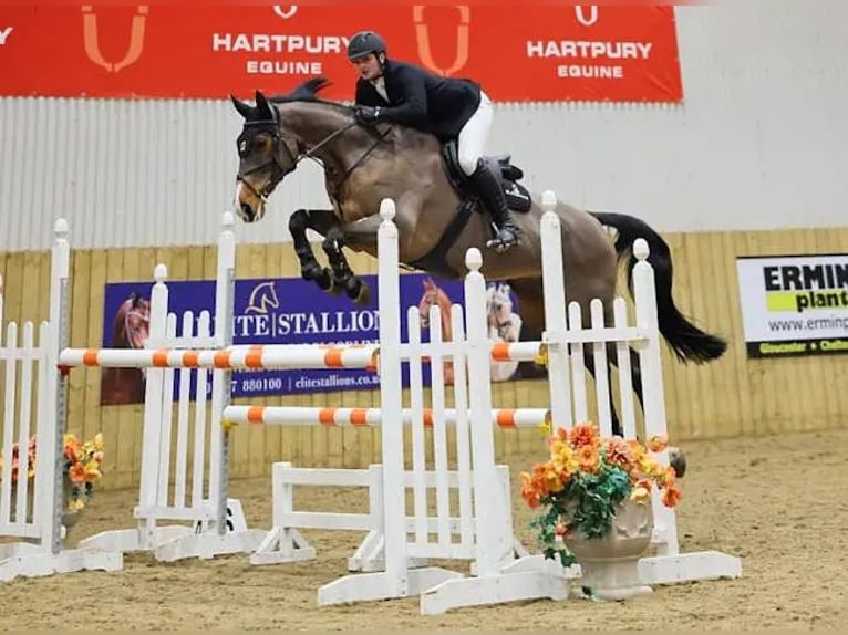 German Sport Horse Mare 13 years 16 hh Bay in EAST SUSSEX