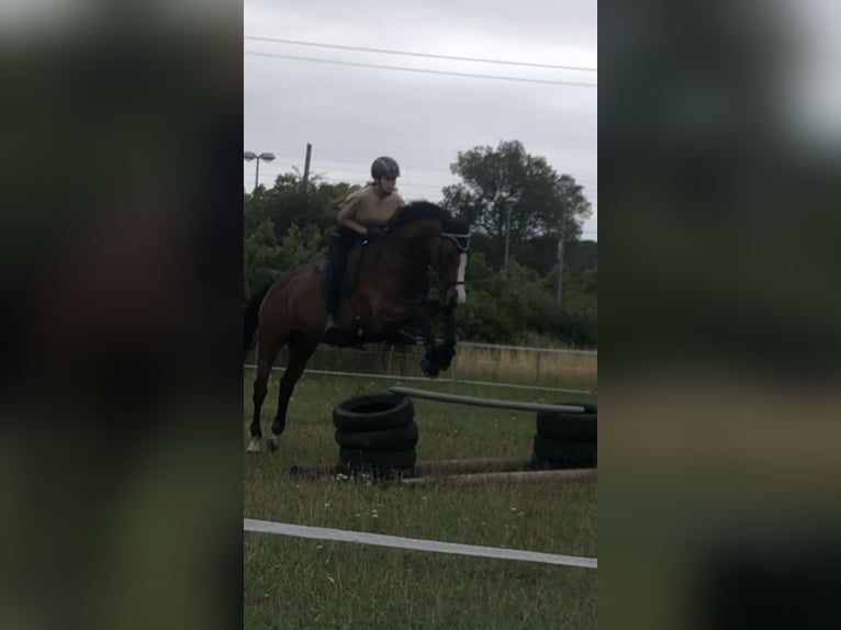 German Sport Horse Mare 13 years 16 hh Brown in Berlin