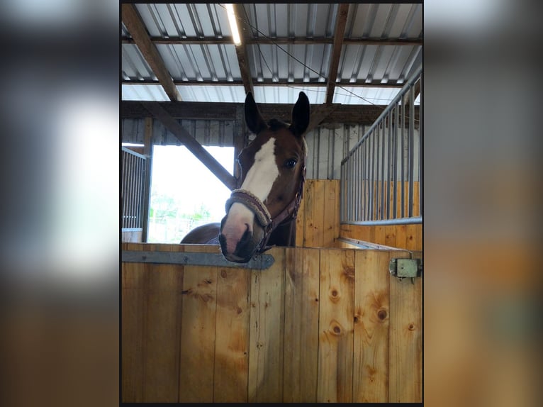 German Sport Horse Mare 13 years 16 hh Brown in Berlin