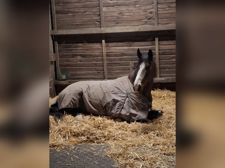 German Sport Horse Mare 13 years 16 hh Brown in Berlin