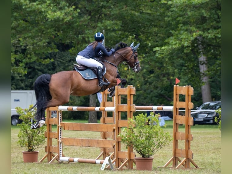 German Sport Horse Mare 13 years 16 hh Brown in Oechlitz