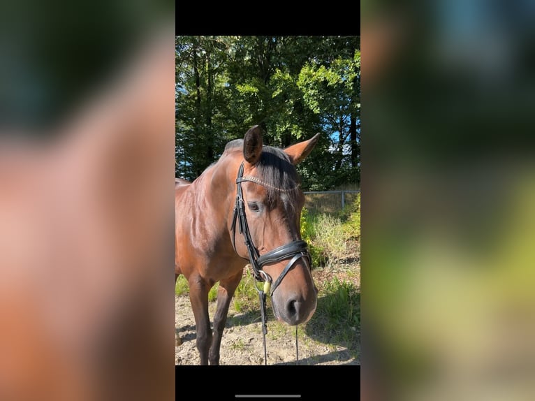 German Sport Horse Mare 13 years 16 hh Brown in Meinerzhagen