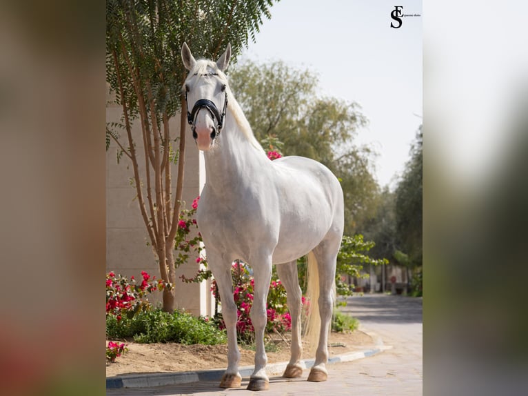 German Sport Horse Mare 13 years 16 hh White in Dubai
