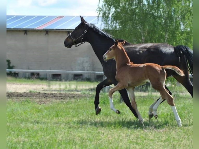 German Sport Horse Mare 13 years 16,1 hh Bay-Dark in Nennhausen