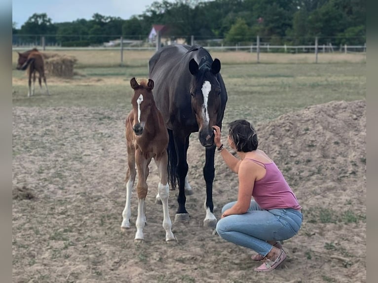 German Sport Horse Mare 13 years 16,1 hh Bay-Dark in Nennhausen