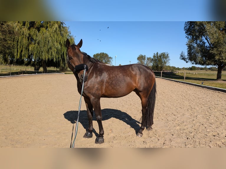 German Sport Horse Mare 13 years 16,2 hh Brown in Oberkr&#xE4;mer