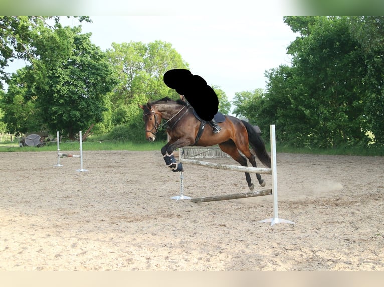 German Sport Horse Mare 13 years 16,2 hh Brown in Oberkr&#xE4;mer