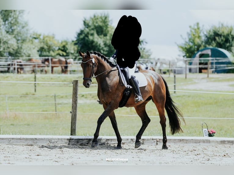 German Sport Horse Mare 13 years 16,2 hh Brown in Oberkr&#xE4;mer