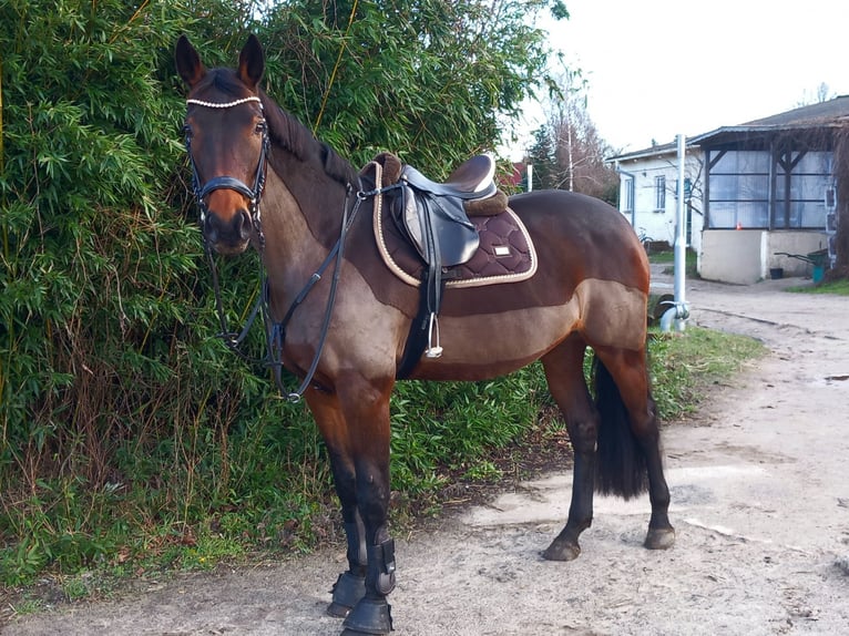 German Sport Horse Mare 13 years 16,2 hh Brown in Oberkr&#xE4;mer