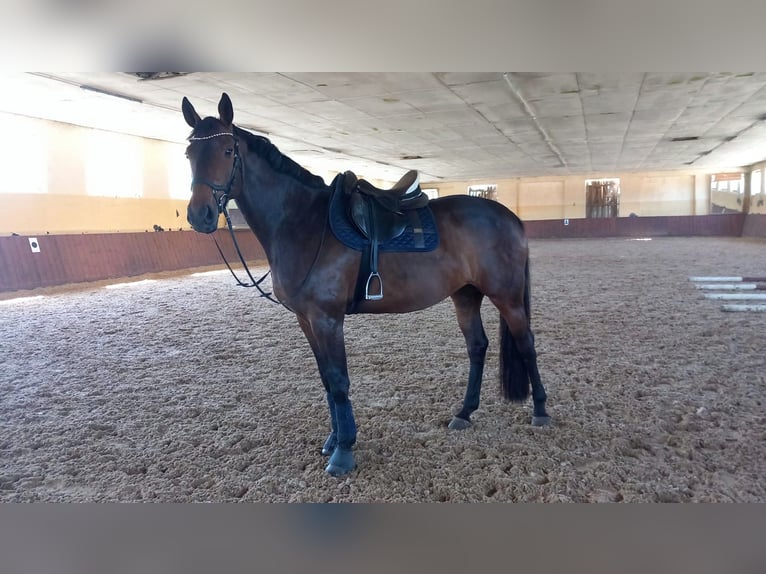 German Sport Horse Mare 13 years 16,2 hh Brown in Oberkr&#xE4;mer