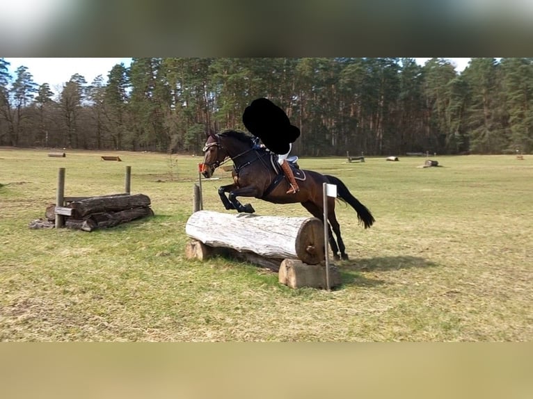 German Sport Horse Mare 13 years 16,2 hh Brown in Oberkr&#xE4;mer