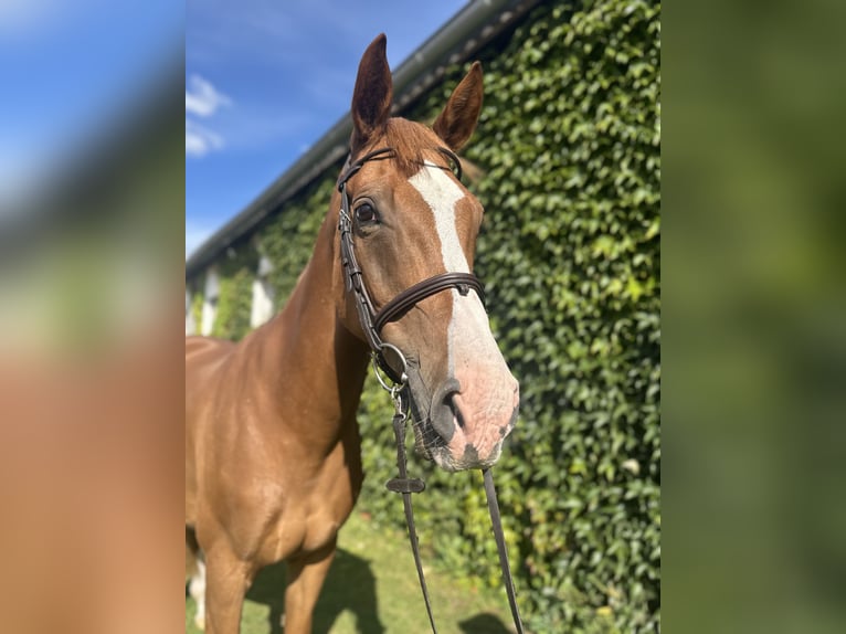 German Sport Horse Mare 13 years 16,2 hh Chestnut-Red in Schwaan