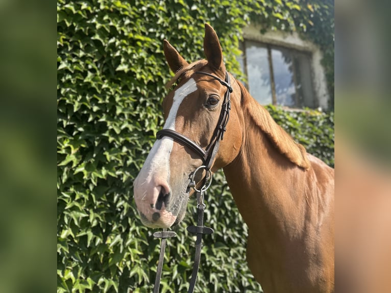 German Sport Horse Mare 13 years 16,2 hh Chestnut-Red in Schwaan