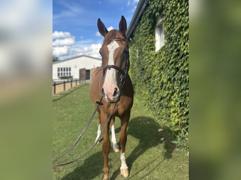 German Sport Horse Mare 13 years 16,2 hh Chestnut-Red in Schwaan
