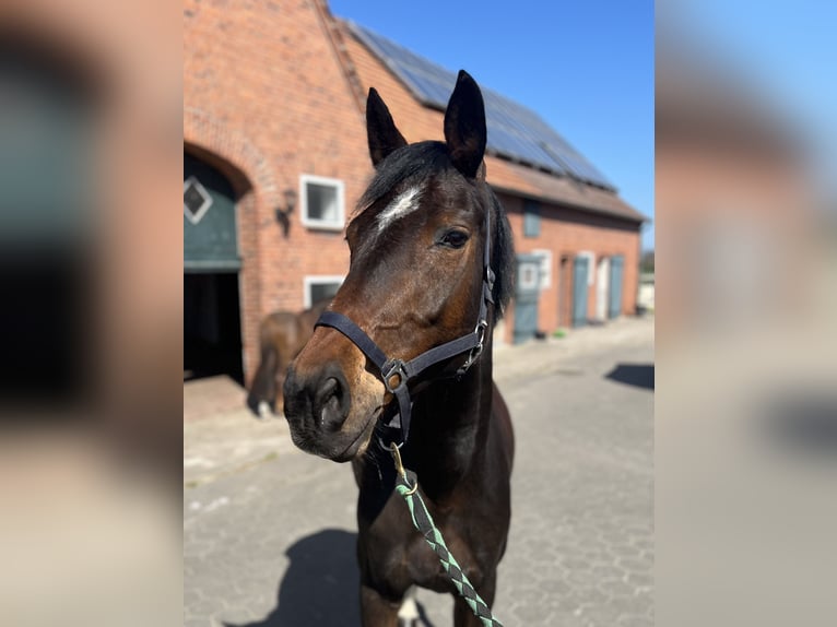 German Sport Horse Mare 13 years 16,3 hh Brown in Beelen