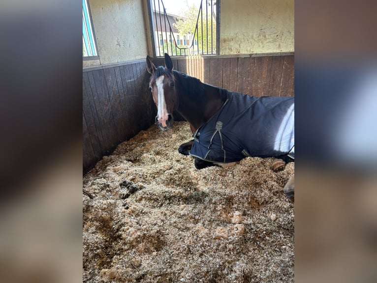 German Sport Horse Mare 13 years 16,3 hh Brown in Obermuhr