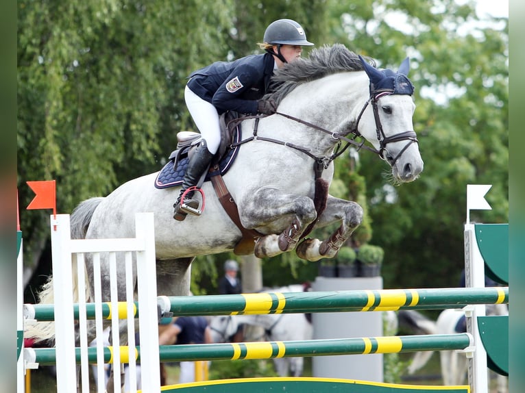 German Sport Horse Mare 13 years 17 hh Grey in Insel Poel