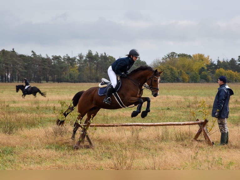 German Sport Horse Mare 13 years in Bad Liebenwerda