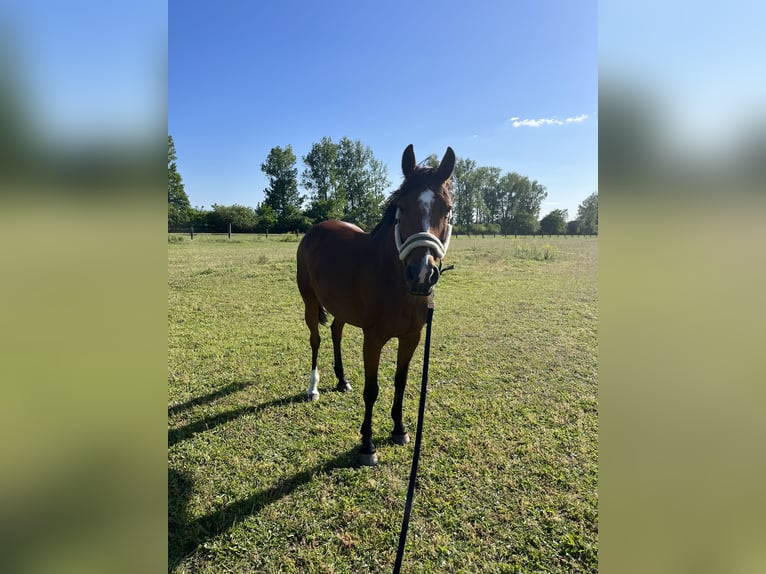 German Sport Horse Mare 13 years in Bad Liebenwerda