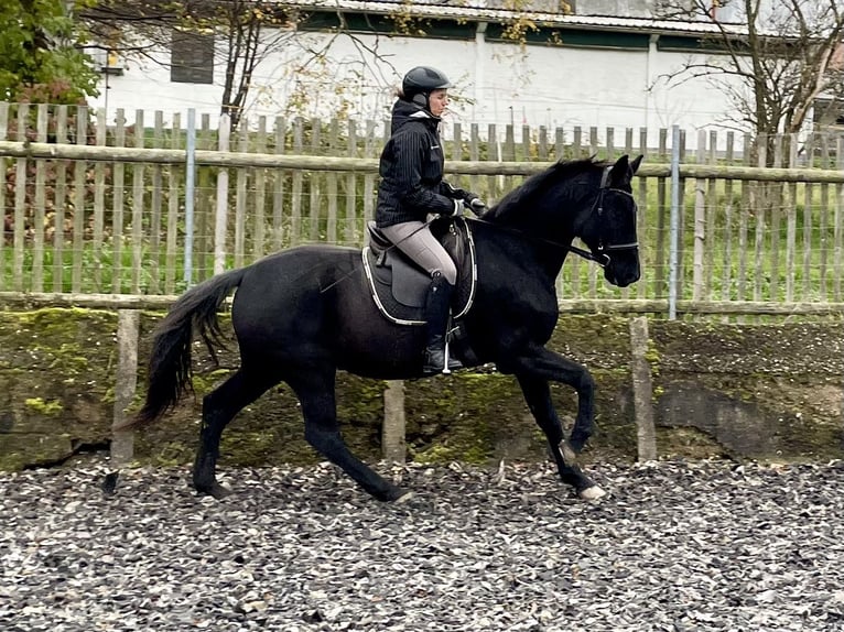 German Sport Horse Mare 14 years 15,2 hh Smoky-Black in Limbach-Oberfrohna