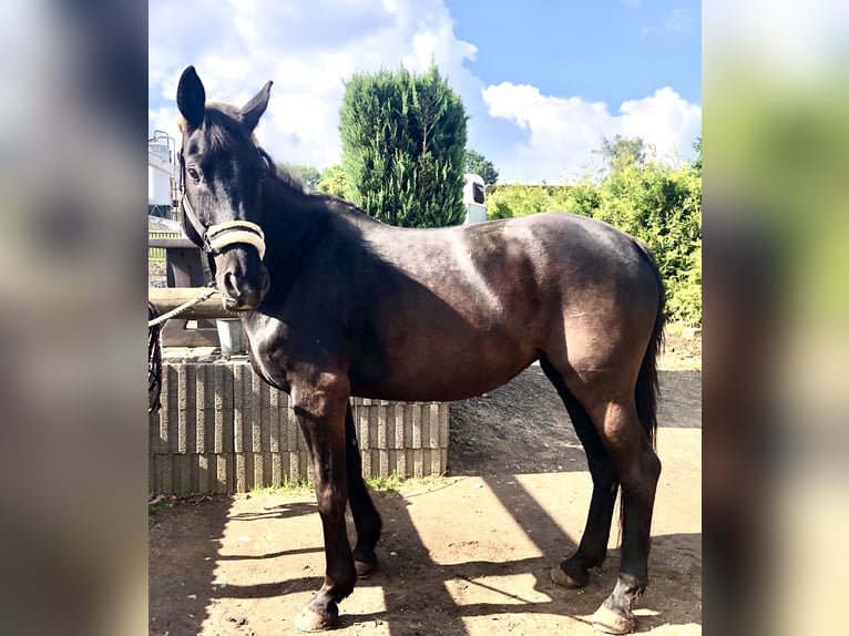 German Sport Horse Mare 14 years 15,2 hh Smoky-Black in Limbach-Oberfrohna