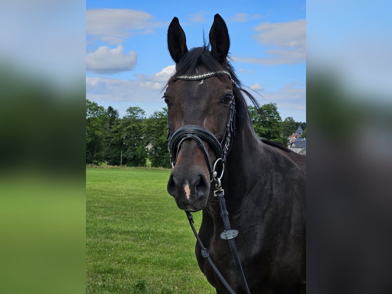 German Sport Horse Mare 14 years 15,3 hh Bay-Dark in Zeulenroda Triebes