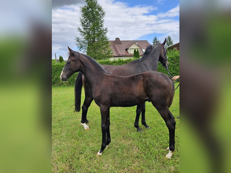 German Sport Horse Mare 14 years 15,3 hh Bay-Dark in Zeulenroda Triebes