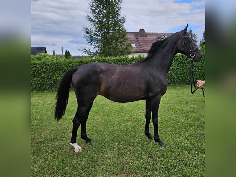 German Sport Horse Mare 14 years 15,3 hh Bay-Dark in Zeulenroda Triebes