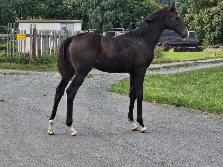 German Sport Horse Mare 14 years 15,3 hh Bay-Dark in Zeulenroda Triebes