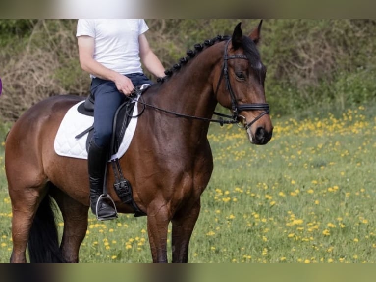 German Sport Horse Mare 14 years 16.1 hh Brown in Mutlangen